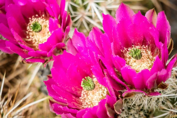 Pink Flowering Cactus Plants Palm Spring California — Stock Photo, Image