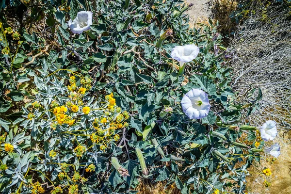 Piante Moonflowers Viola Palm Spring California — Foto Stock