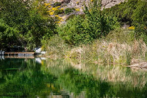 Hermoso Oasis Desierto Aguas Cristalinas Medio Whitewater Preserve California —  Fotos de Stock
