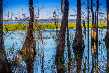 Florida Gölü Louisa Gölü kıyısında bir kel servi
