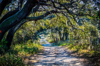 Orlando, Florida park yeşillik parlıyor Güneş ile orman iz