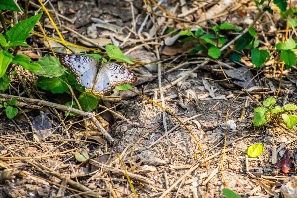 Una Mariposa Blanca Del Pavo Real Harlingen Texas —  Fotos de Stock