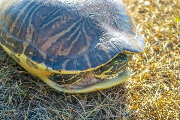 Большая Расписная Черепаха Орландо Флорида — стоковое фото