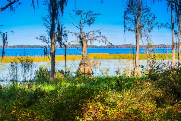 Florida Gölü Louisa Gölü kıyısında bir kel servi
