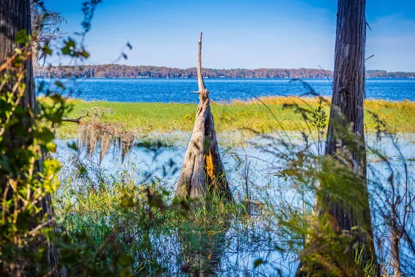 Bald Cypress Podél Břehu Jezera Lake Louisa Floridě — Stock fotografie