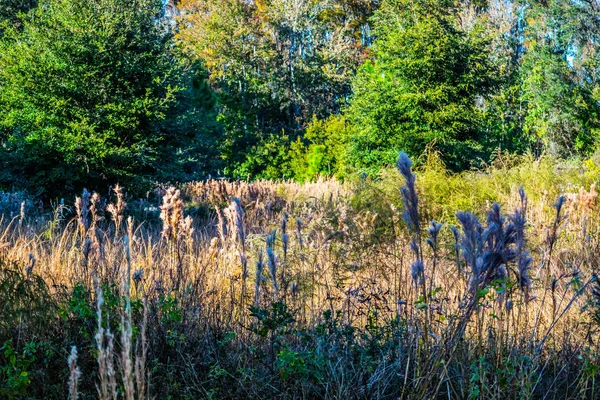 Uma Grama Selvagem Verde Parque Orlando Flórida — Fotografia de Stock