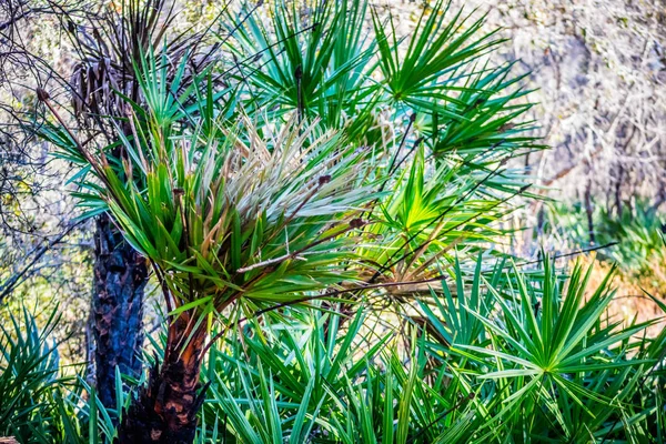 Zeleň Listové Yucca Rostlina Orlando Florida — Stock fotografie