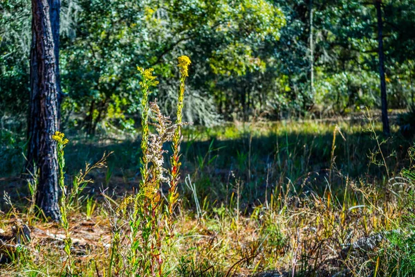 Uma Grama Selvagem Verde Parque Orlando Flórida — Fotografia de Stock