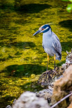 Sanibel Island, Florida sarı taçlı gece balıkçılı