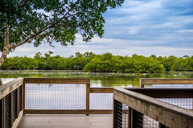 Mangrov Sanibel Island, Florida görünümünü birlikte doğanın güzel bir doğal kaçış