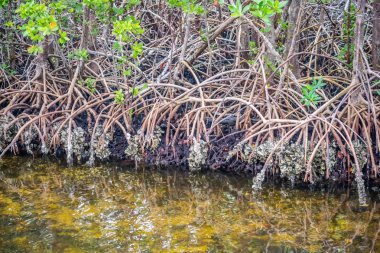 Mangrov Sanibel Island, Florida görünümünü birlikte doğanın güzel bir doğal kaçış