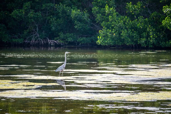 Büyük Mavi Balıkçıl Sanibel Island Florida — Stok fotoğraf