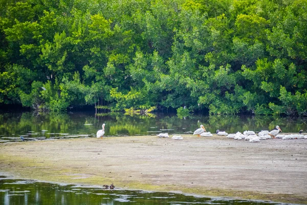 Зграя Коричневих Пеліканів Sanibel Острова Штат Флорида — стокове фото