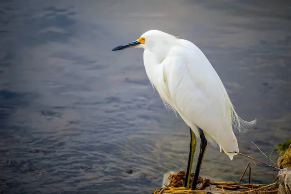 Ein Schneeweißer Reiher Sanibel Island Florida — Stockfoto