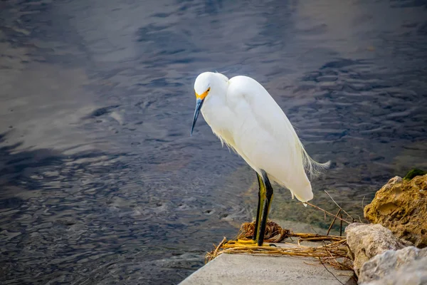 Une Aigrette Blanche Enneigée Sanibel Island Floride — Photo