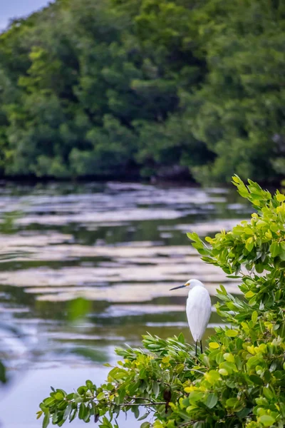 Una Garza Blanca Nevada Sanibel Island Florida —  Fotos de Stock