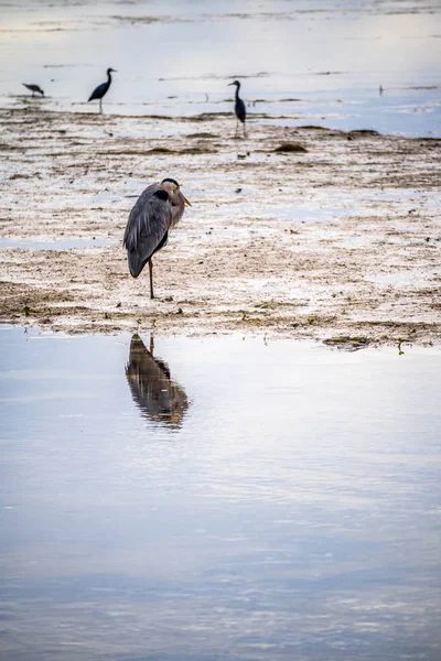 Renkli Heron Sanibel Island Florida — Stok fotoğraf
