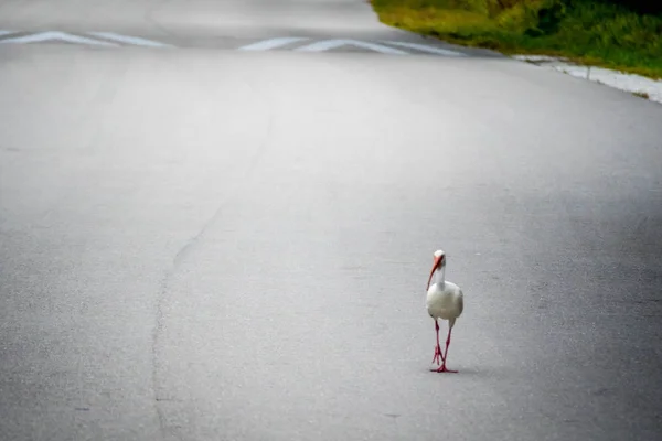 Природный Белый Ibis Острове Фебель Флорида — стоковое фото