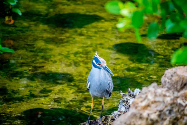 Ένα Κίτρινο Στεφθεί Νύχτα Heron Στο Νησί Sanibel Φλόριντα — Φωτογραφία Αρχείου