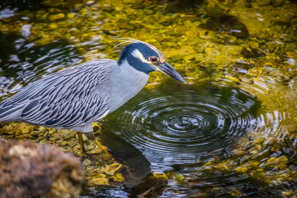 Yellow Crowned Night Heron Sanibel Island Florida — Stock Photo, Image