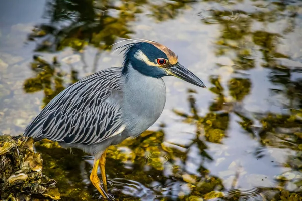 Yellow Crowned Night Heron Sanibel Island Florida — Stock Photo, Image