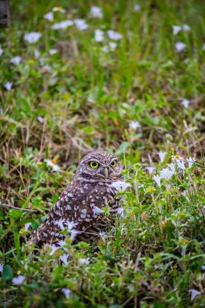 Eine Eule Kapkoralle Florida — Stockfoto