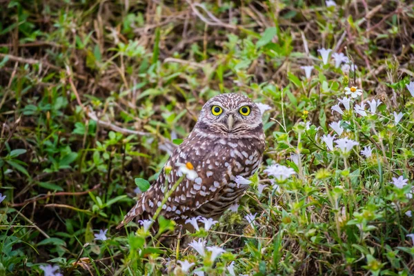 Eine Eule Kapkoralle Florida — Stockfoto