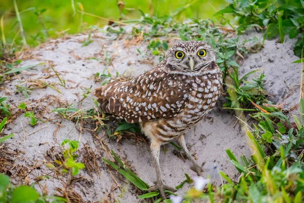 Bufniță Arzătoare Cape Coral Florida — Fotografie, imagine de stoc