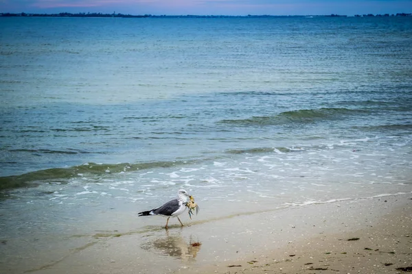 Eine Große Möwe Mit Schwarzem Rücken Die Fort Myers Florida — Stockfoto