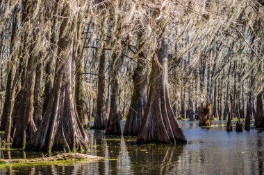 Göl Martin St. Martin Parish, Louisiana