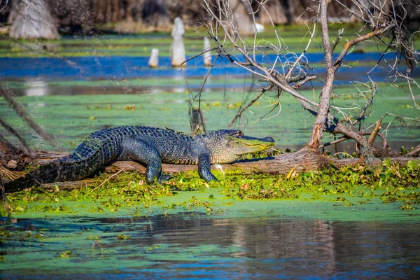 Grande Coccodrillo Americano Abbeville Louisiana — Foto Stock