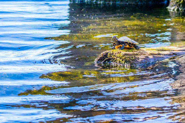 Bir Büyük Boyalı Kaplumbağalar Abbeville Louisiana — Stok fotoğraf