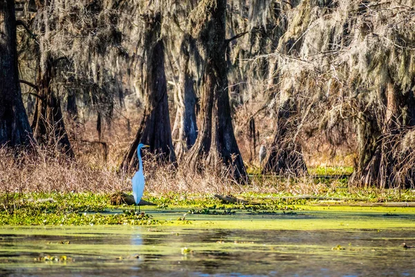 Uma Grande Egret Branca Abbeville Louisiana — Fotografia de Stock