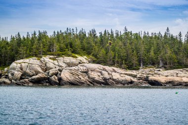Güzel ördek Harbor Isle au Haut Acadia Milli Parkı, Maine