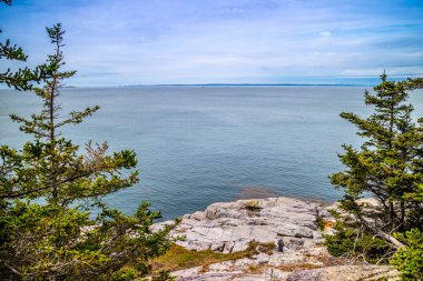 Güzel ördek Harbor Isle au Haut Acadia Milli Parkı, Maine