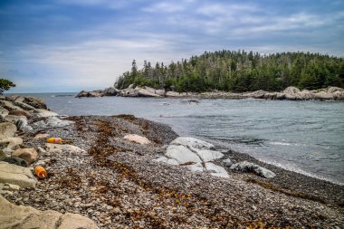 Güzel ördek Harbor Isle au Haut Acadia Milli Parkı, Maine
