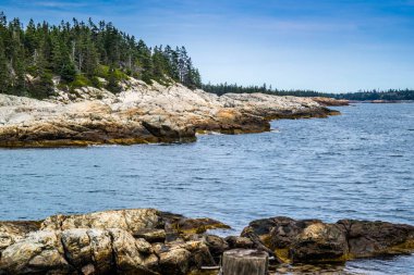 Güzel ördek Harbor Isle au Haut Acadia Milli Parkı, Maine