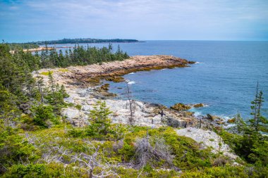 Güzel ördek Harbor Isle au Haut Acadia Milli Parkı, Maine