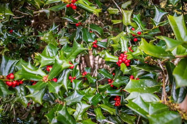 Holly Bırakır Avery Adası Louisiana Çilek — Stok fotoğraf