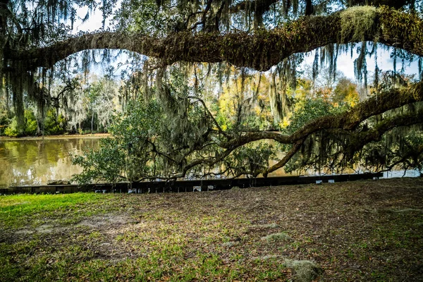 Huge Old Oak Trees Avery Island Louisiana — Stock Photo, Image