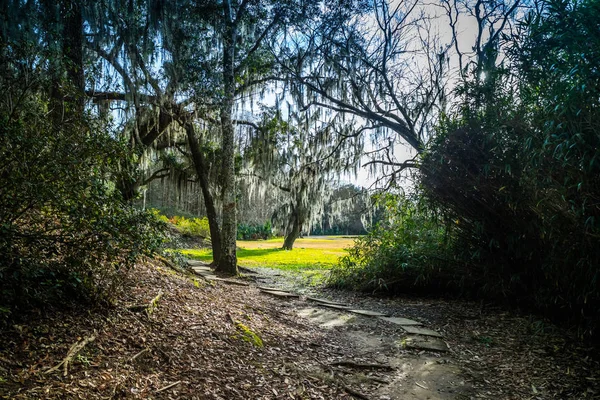 Huge Old Oak Trees Avery Island Louisiana — Stock Photo, Image