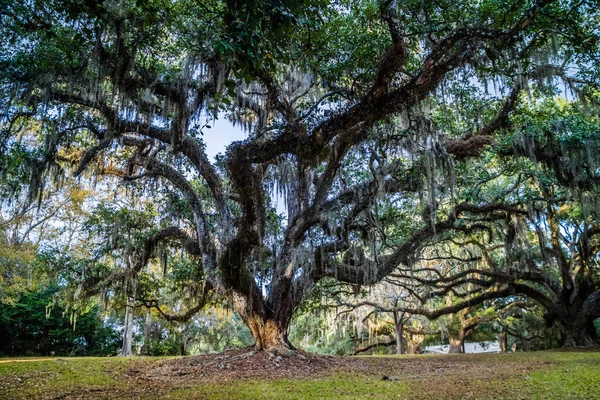 Huge Old Oak Trees Avery Island Louisiana — Stock Photo, Image