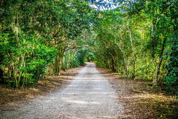 在路易斯安那州的艾弗里岛 一条阳光透过树叶的森林小路 — 图库照片