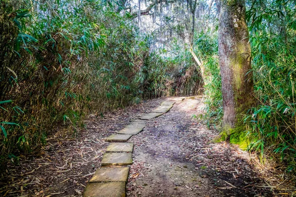 Een Bospad Met Zon Schijnt Door Het Gebladerte Avery Island — Stockfoto