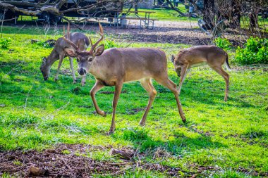 Ak kuyruklu geyik Gölü Hills, Texas