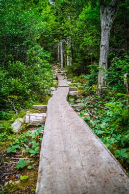 Acadia Milli Parkı, Maine ormanında muhteşem bir görünüm
