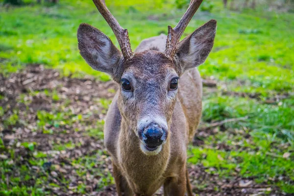 Veado Cauda Branca Lake Hills Texas — Fotografia de Stock