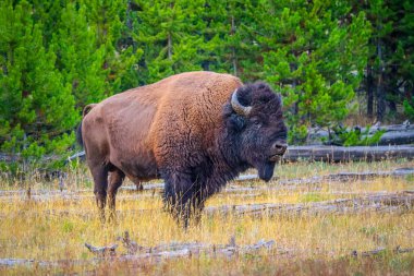 American Bison in the field of Yellowstone National Park, Wyoming clipart