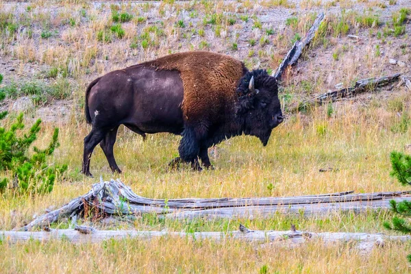 American Bison Field Yellowstone National Park Wyoming — Stock Photo, Image