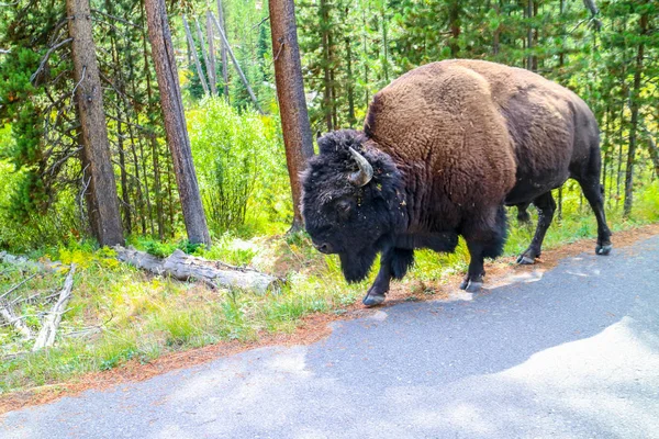 Bisonte Americano Campo Del Parque Nacional Yellowstone Wyoming — Foto de Stock